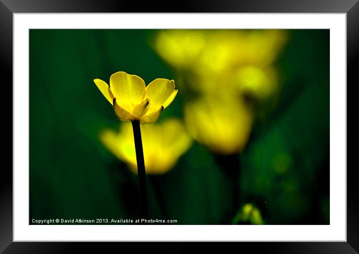 BEAUTIFUL BUTTERCUP Framed Mounted Print by David Atkinson