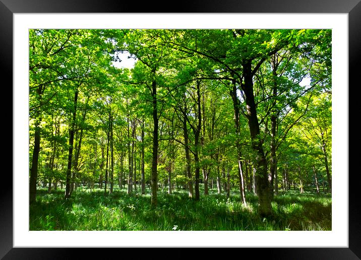The Peaceful Forest Framed Mounted Print by David Pyatt