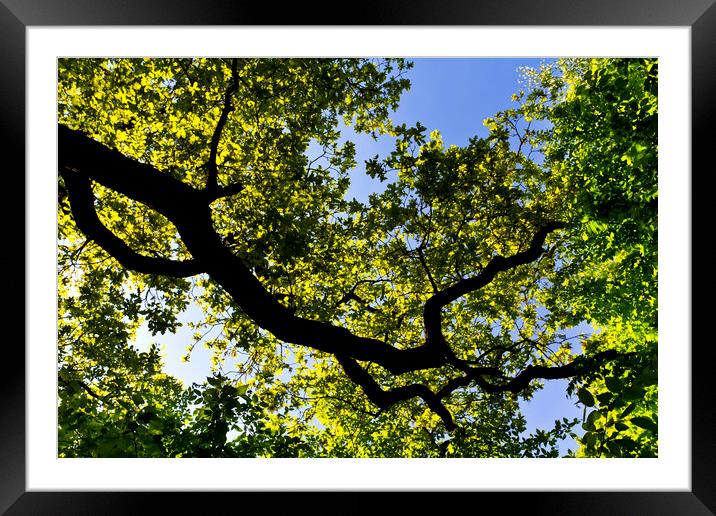 Into the tree canopy Framed Mounted Print by David Pyatt
