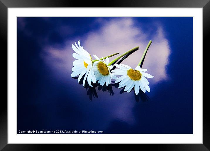 Daisies on blue Framed Mounted Print by Sean Wareing
