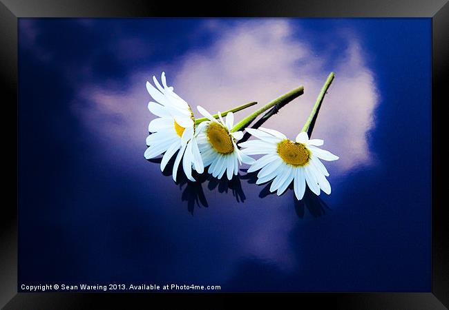 Daisies on blue Framed Print by Sean Wareing