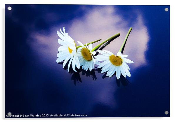 Daisies on blue Acrylic by Sean Wareing