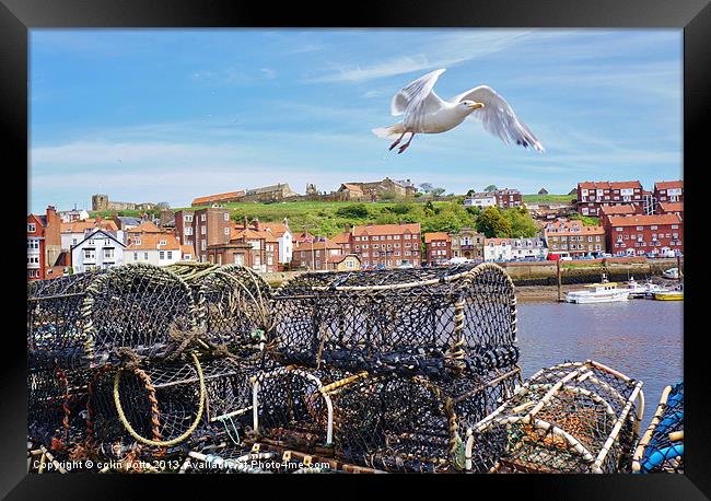 Sea birds over Whitby Harbour Framed Print by colin potts