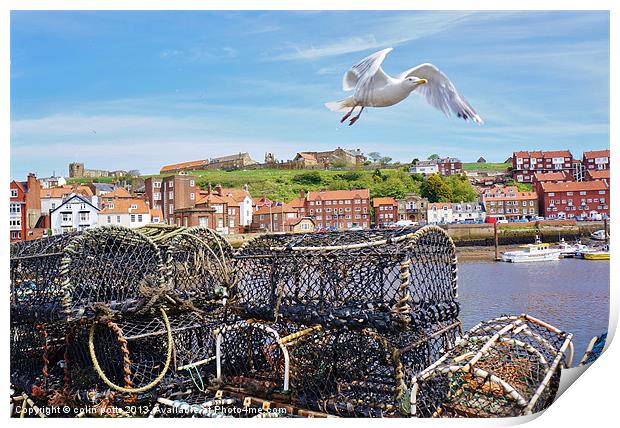 Sea birds over Whitby Harbour Print by colin potts
