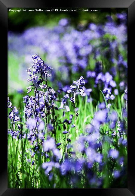 Bluebells Framed Print by Laura Witherden