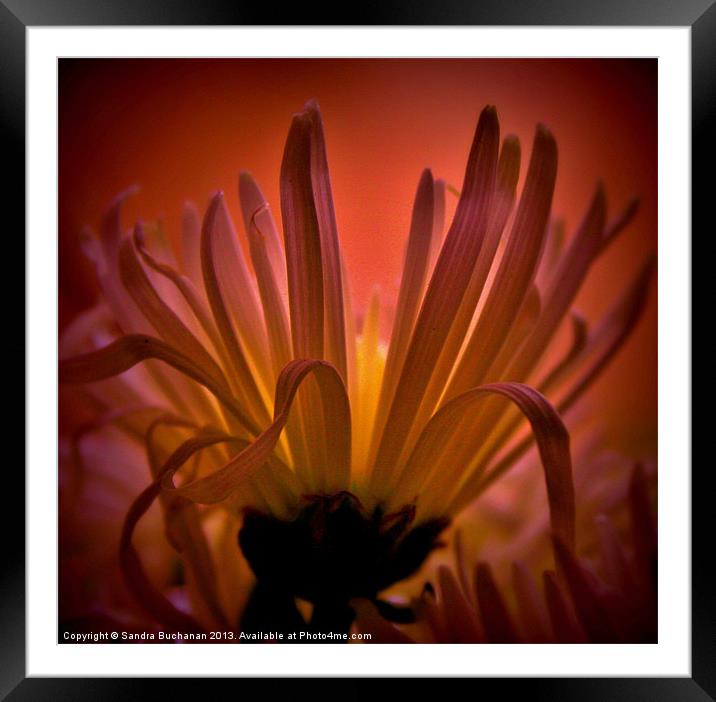 Spider Chrysanthemum Framed Mounted Print by Sandra Buchanan