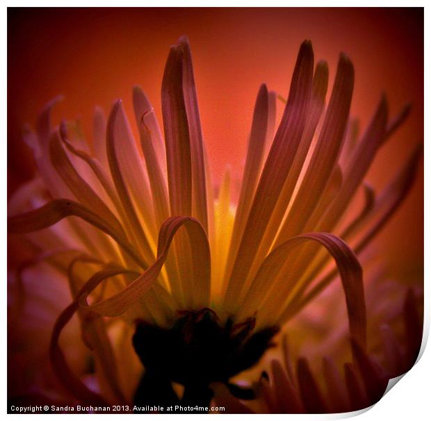 Spider Chrysanthemum Print by Sandra Buchanan