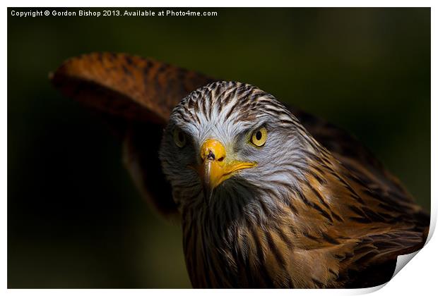 Face The Kite Print by Gordon Bishop