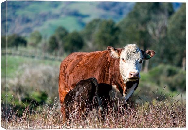 A Herefords Lot Canvas Print by Mark Lucey