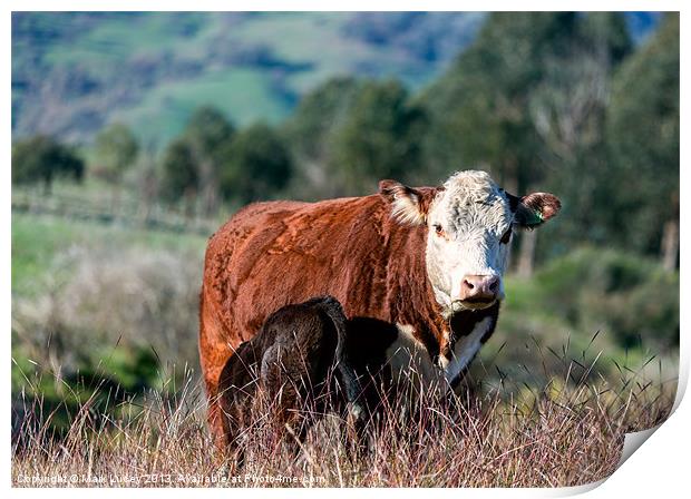 A Herefords Lot Print by Mark Lucey