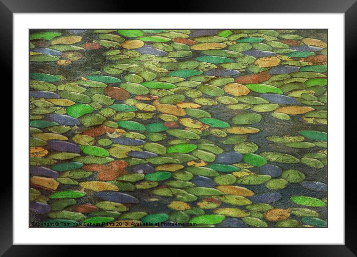 LILY PADS Framed Mounted Print by Tom York