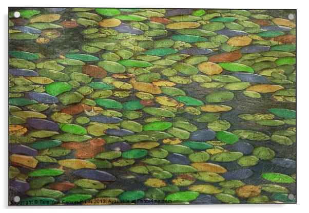 LILY PADS Acrylic by Tom York