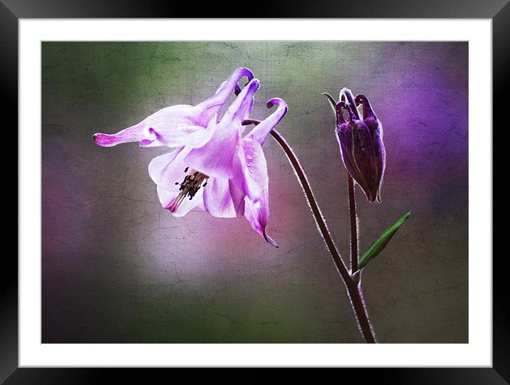 Deep Purple Framed Mounted Print by Dawn Cox