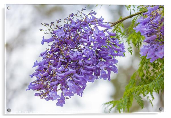 Jacaranda tree blossom Acrylic by Craig Lapsley