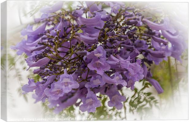 Purple jacaranda flowers Canvas Print by Craig Lapsley