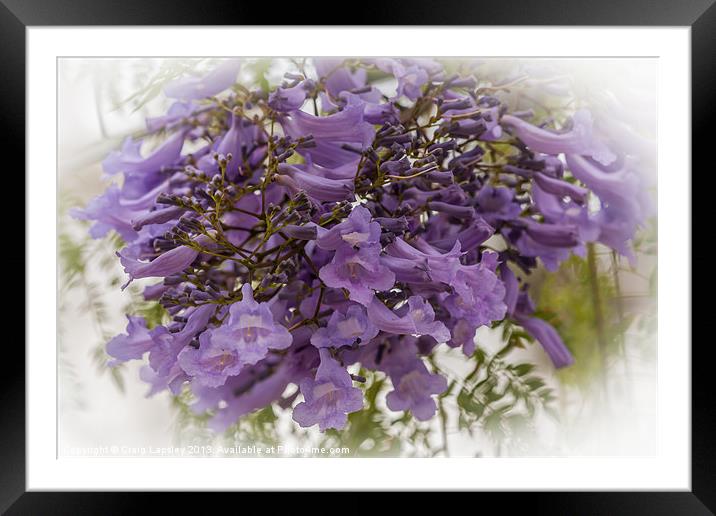 Purple jacaranda flowers Framed Mounted Print by Craig Lapsley