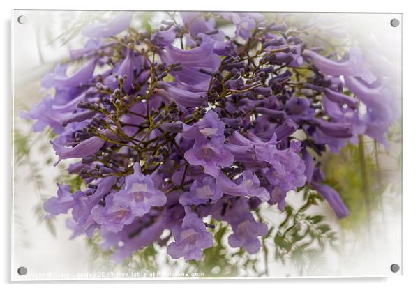 Purple jacaranda flowers Acrylic by Craig Lapsley