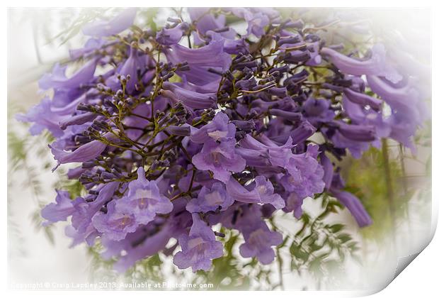 Purple jacaranda flowers Print by Craig Lapsley