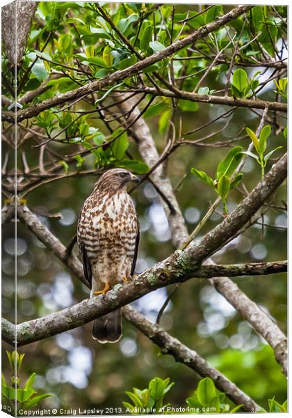 A wild hawk perched in a tree Canvas Print by Craig Lapsley