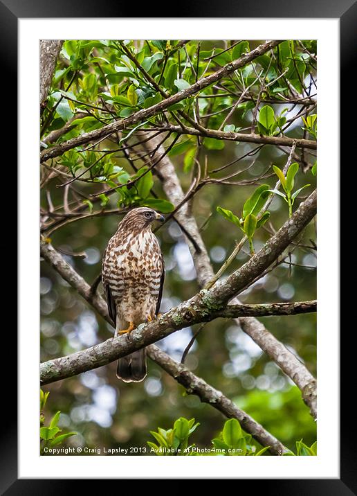 A wild hawk perched in a tree Framed Mounted Print by Craig Lapsley