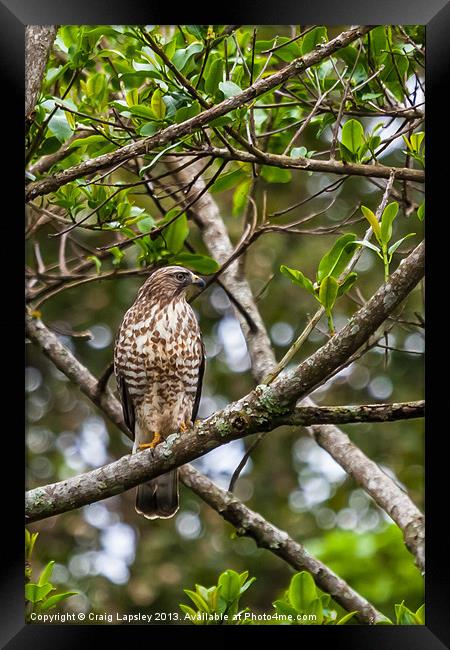 A wild hawk perched in a tree Framed Print by Craig Lapsley