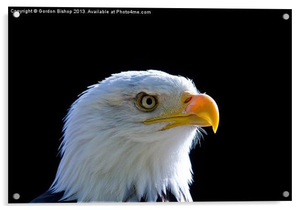 Bald Eagle Acrylic by Gordon Bishop