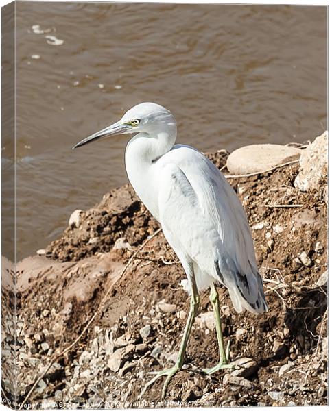 snowy egret on the river bank Canvas Print by Craig Lapsley
