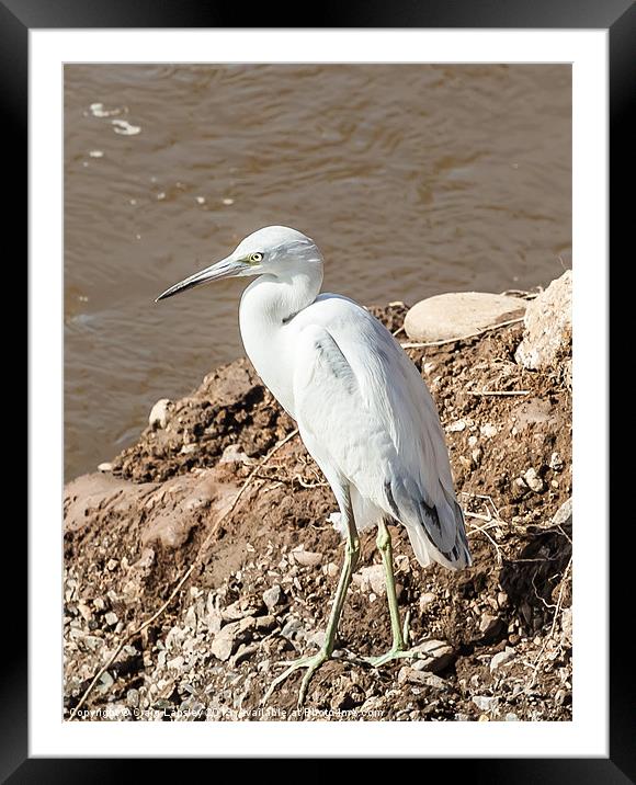 snowy egret on the river bank Framed Mounted Print by Craig Lapsley