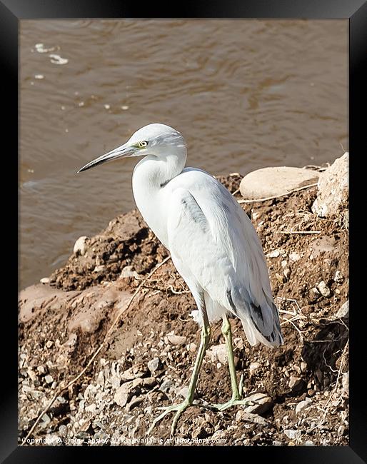 snowy egret on the river bank Framed Print by Craig Lapsley