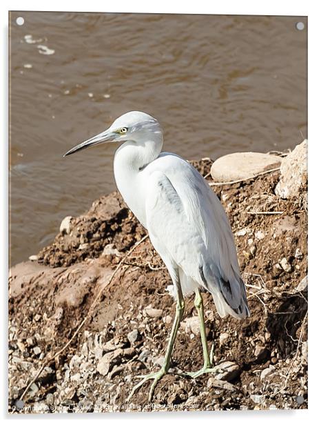 snowy egret on the river bank Acrylic by Craig Lapsley