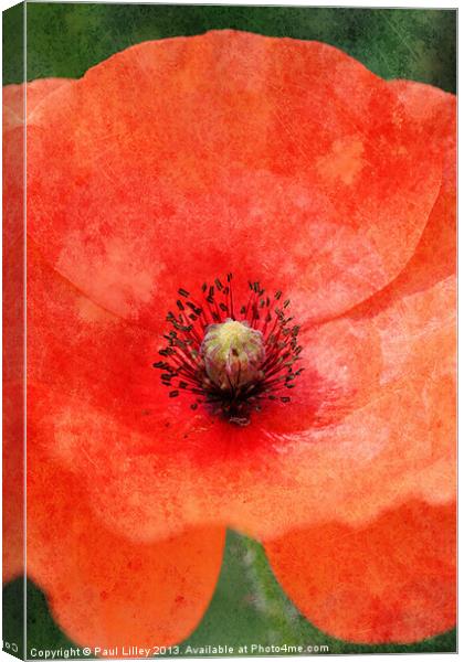 Norfolks Vintage Poppy Canvas Print by Digitalshot Photography