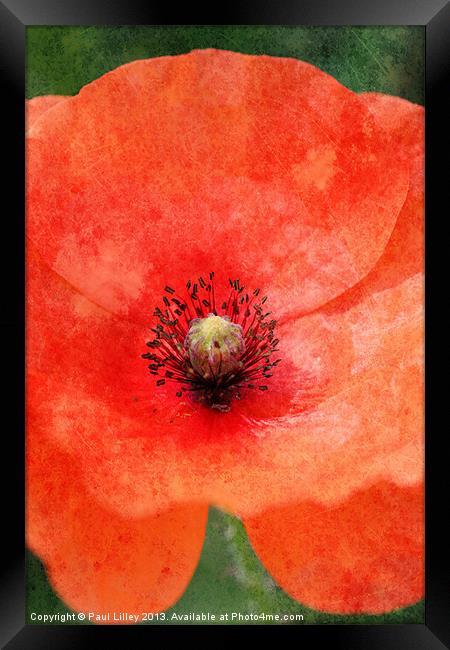 Norfolks Vintage Poppy Framed Print by Digitalshot Photography