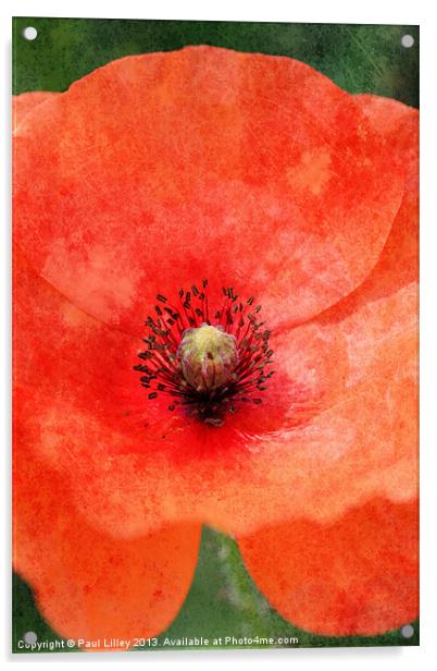 Norfolks Vintage Poppy Acrylic by Digitalshot Photography