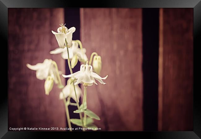 White Flowers against Dark Wooden Fence Framed Print by Natalie Kinnear