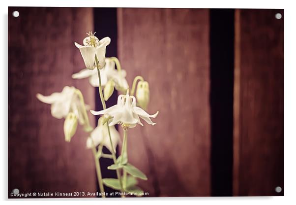 White Flowers against Dark Wooden Fence Acrylic by Natalie Kinnear