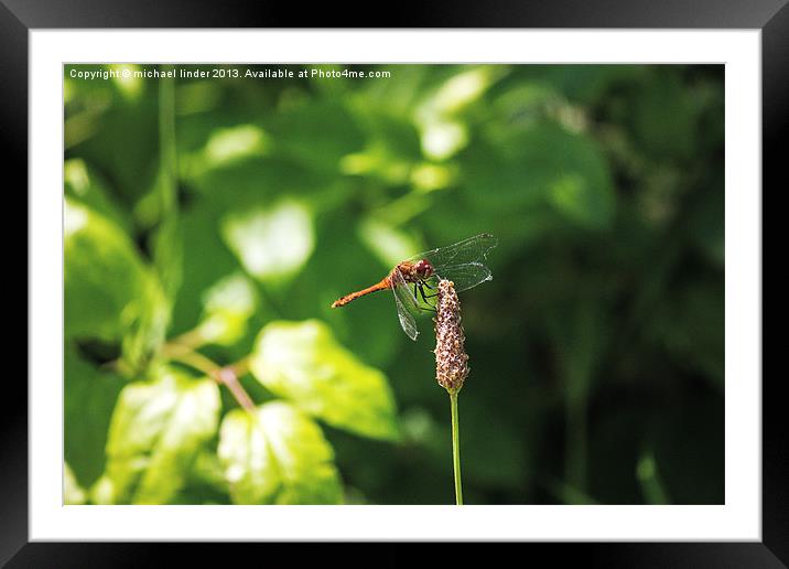 Dragonfly landing Framed Mounted Print by Thanet Photos