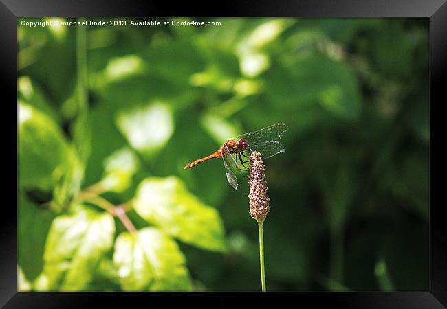 Dragonfly landing Framed Print by Thanet Photos