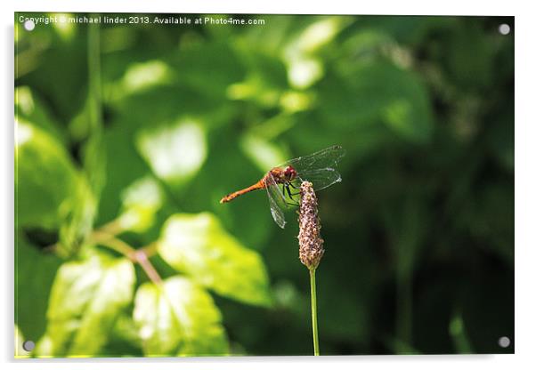 Dragonfly landing Acrylic by Thanet Photos