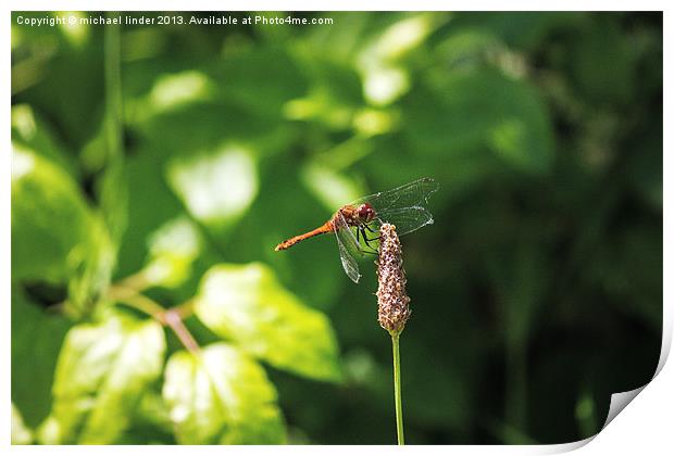 Dragonfly landing Print by Thanet Photos