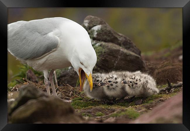 Gull and Chicks Framed Print by lee wilce