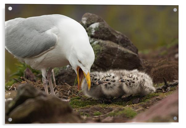 Gull and Chicks Acrylic by lee wilce