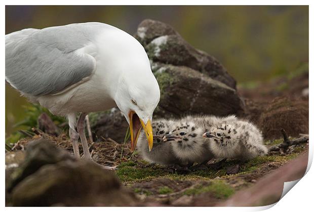 Gull and Chicks Print by lee wilce