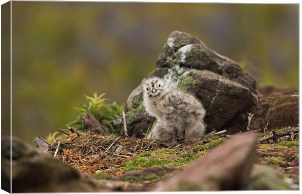 Gull Chick Canvas Print by lee wilce
