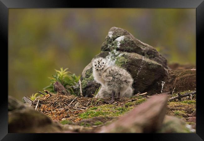 Gull Chick Framed Print by lee wilce