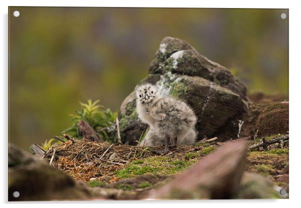 Gull Chick Acrylic by lee wilce