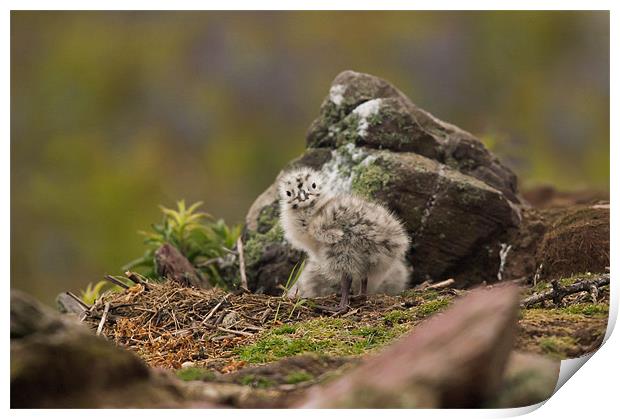Gull Chick Print by lee wilce