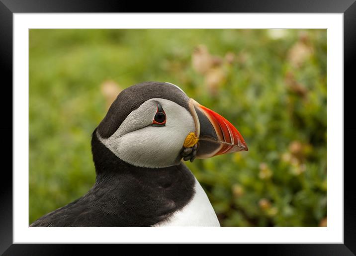 Puffin Framed Mounted Print by lee wilce