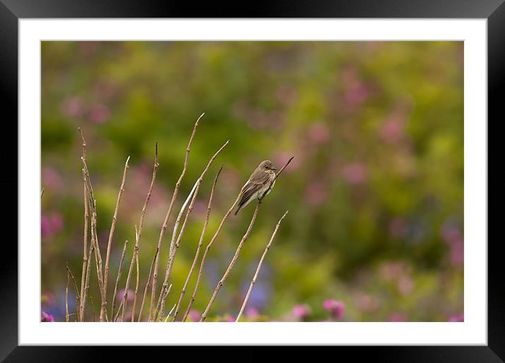 Spotted Flycatcher Framed Mounted Print by lee wilce