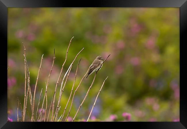 Spotted Flycatcher Framed Print by lee wilce
