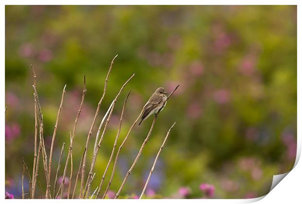 Spotted Flycatcher Print by lee wilce